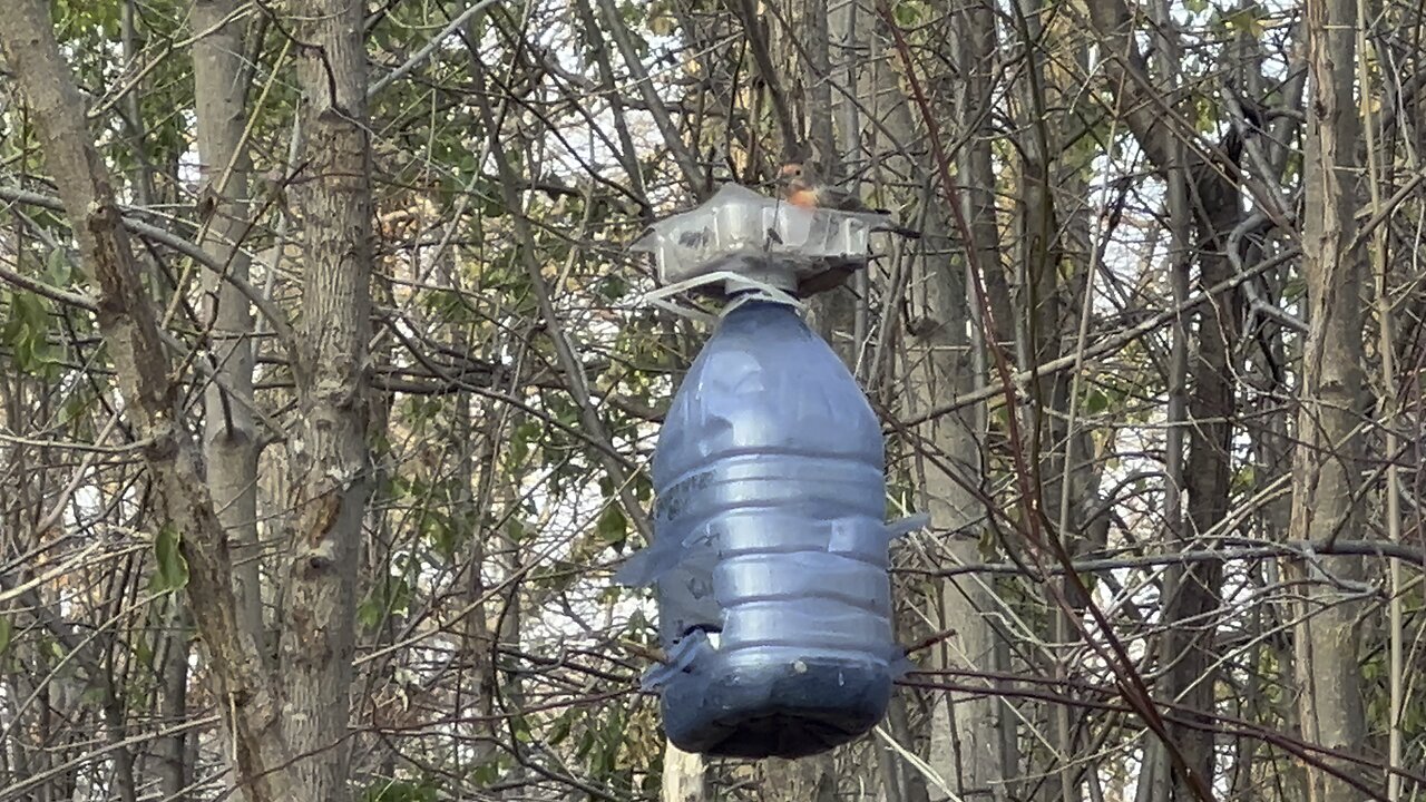 James Gardens Toronto Oasis for Happy Birds 3