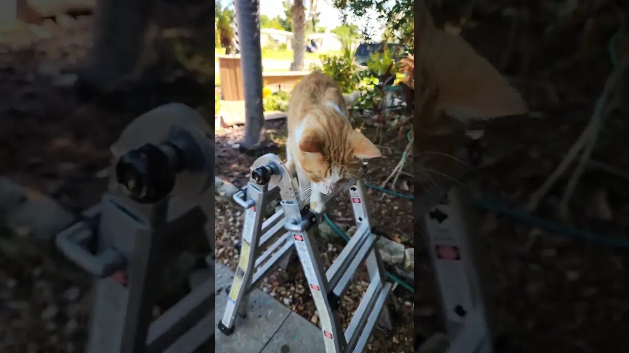 Tammy The Cat Helping With Maintenance On The House - Sort Of