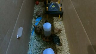 My Backyard Chicken - Episode 3