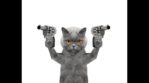 Kitty vs gun
