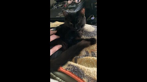 Never too many pets!