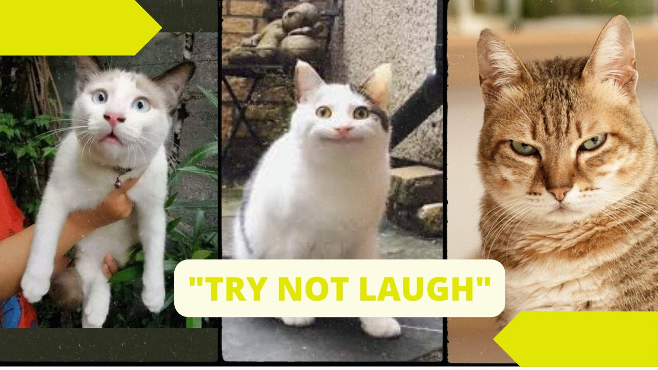 FUNNY MOMENTS CAT VIDEOS | TRY NOT LAUGH