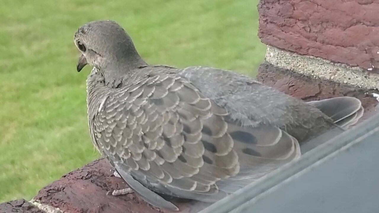 What's that on the window sill?