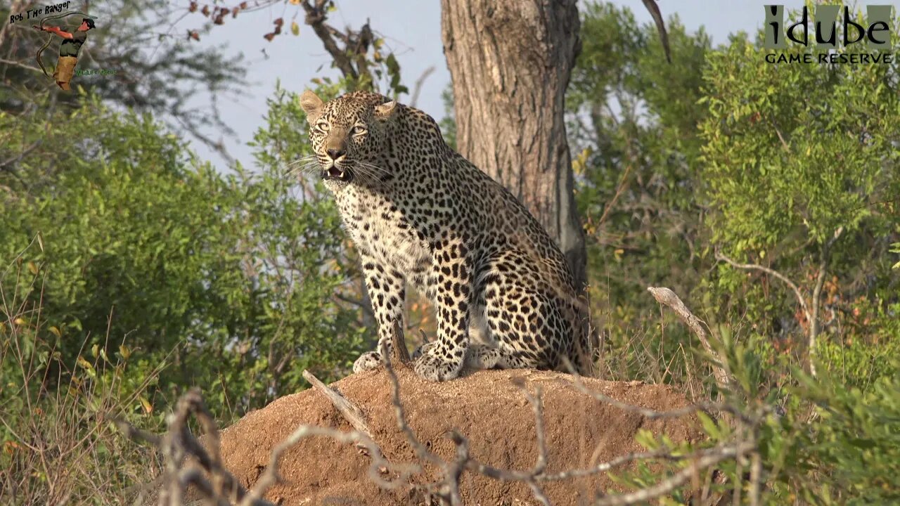 Scotia Female Leopard Roars On A Fallen Tree