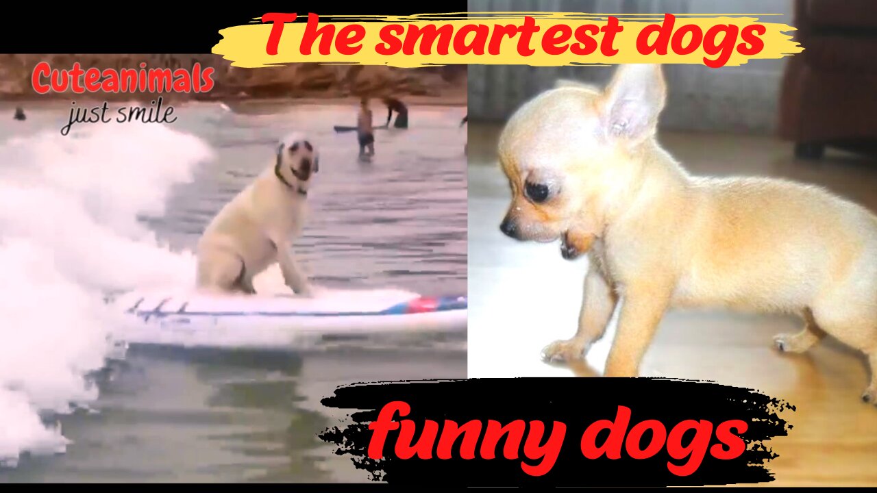 clean funny animal videos . funny animal memes