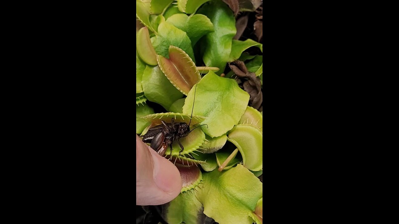 Feeding a Cricket to my Venus Fly Trap - They Have to Eat Too