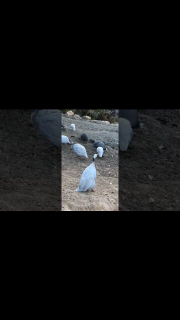 Female guinea fowl call. Beautiful lavender girl