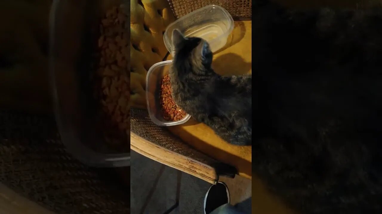 Gun meowing n game setup