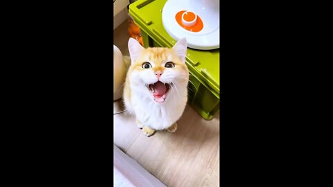 The cat singing