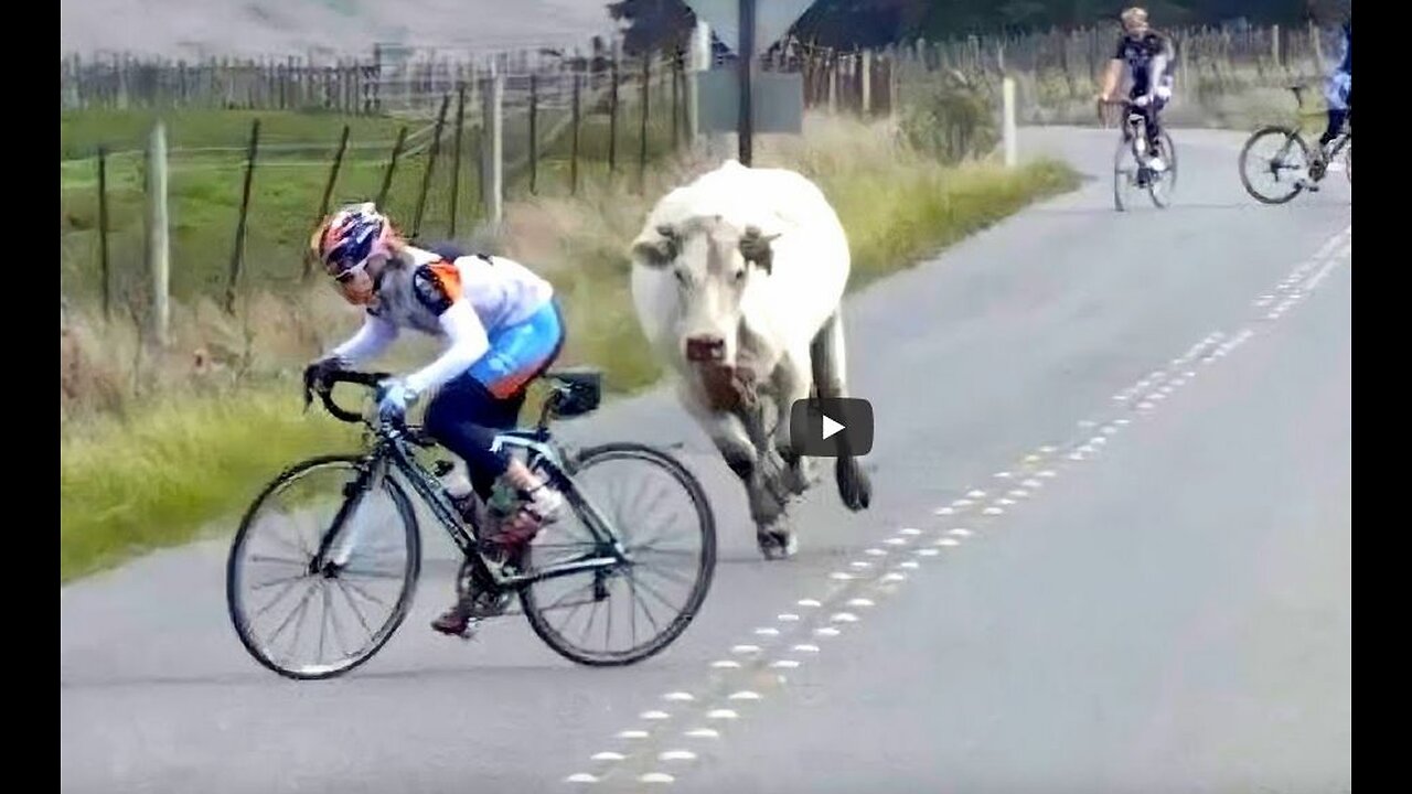 Collection of funny moments of the year