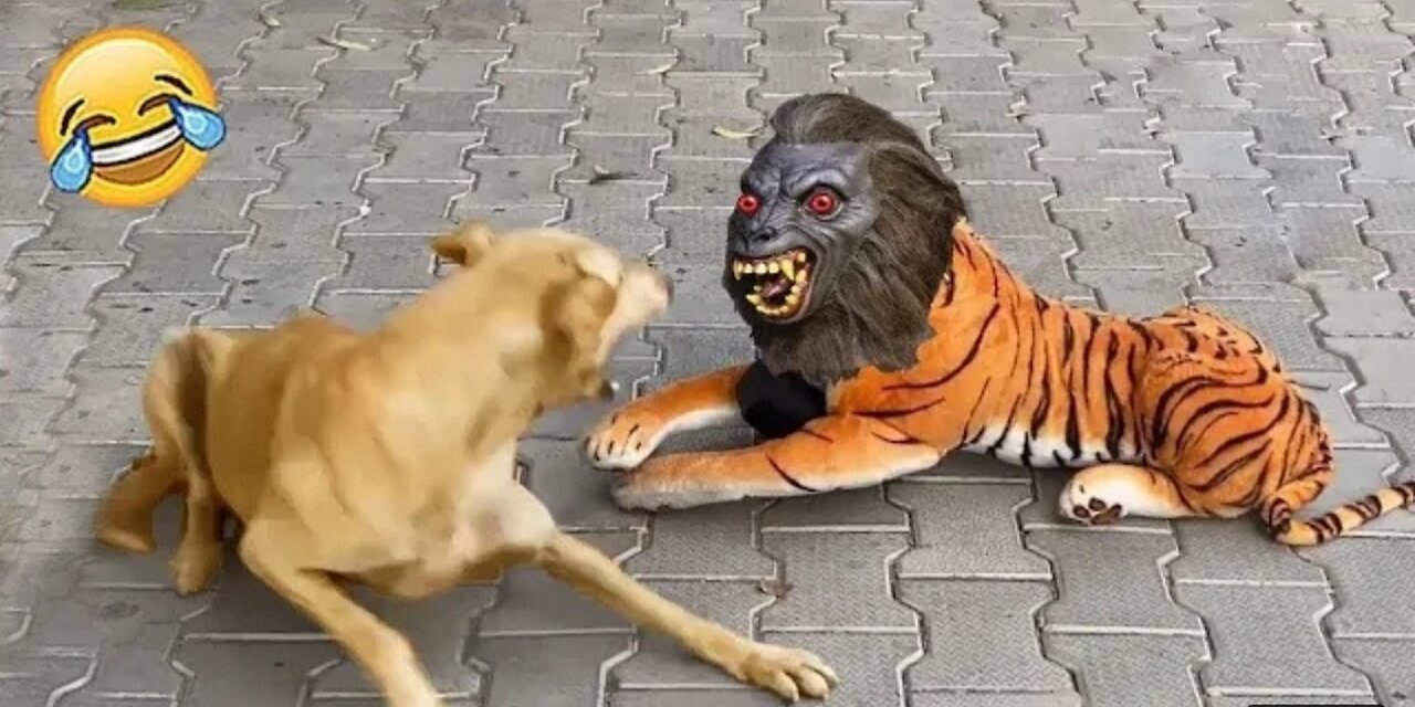 New funny fight 🐱 animals scenes🤣