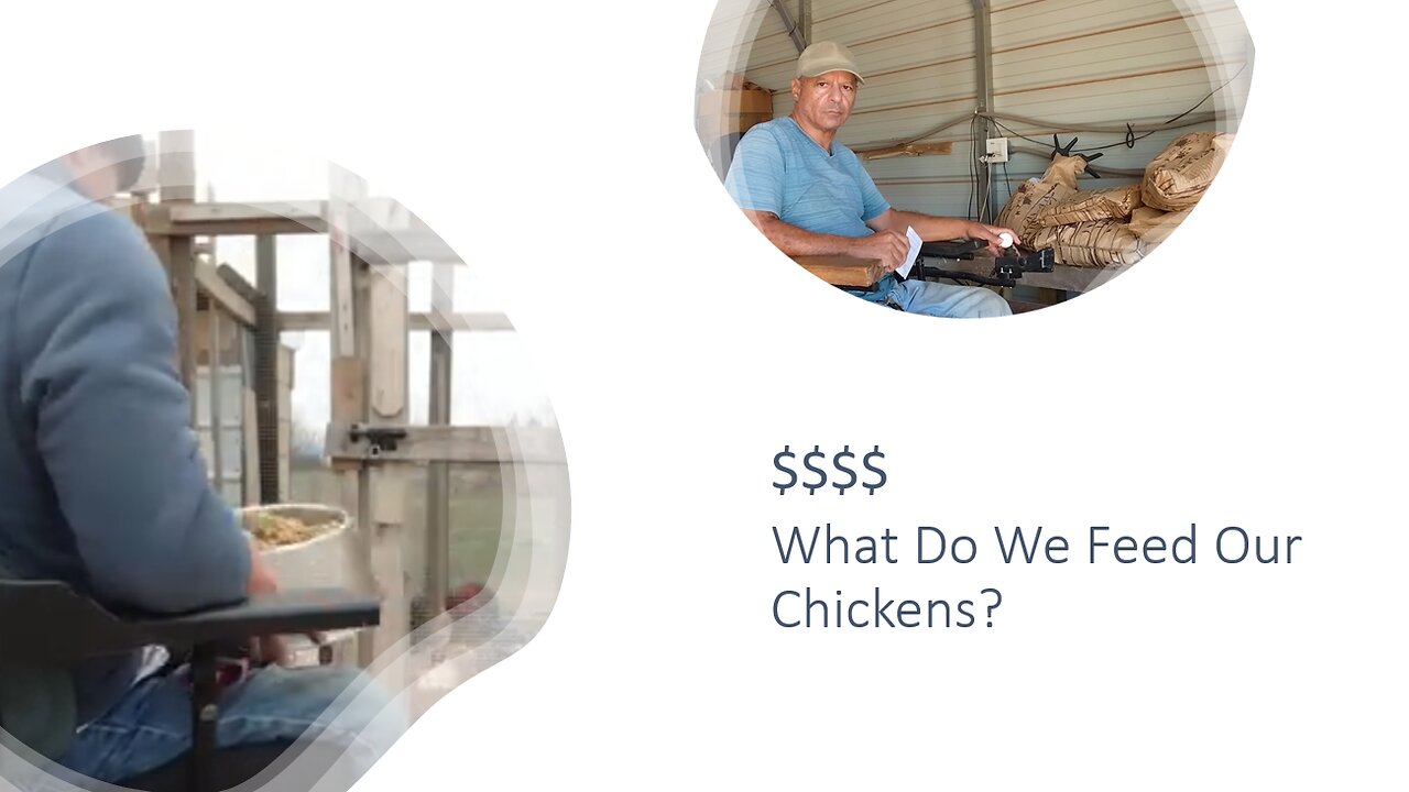 What Do We Feed Our Chickens?