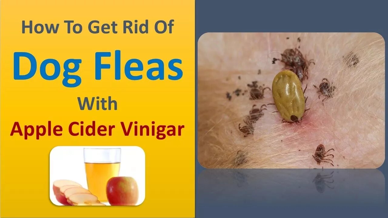 How To Get Rid Of Dog Fleas Using Apple Cider Vinegar