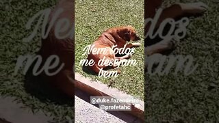 Pensamento do @duke.fazendeiro pra hoje #shorts #frases #frasemotivacional #pensamentos #cachoro