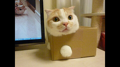 Funny Cat Stuck in Box