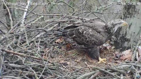 Hays Eagles Nest Juvie Visitor 242020