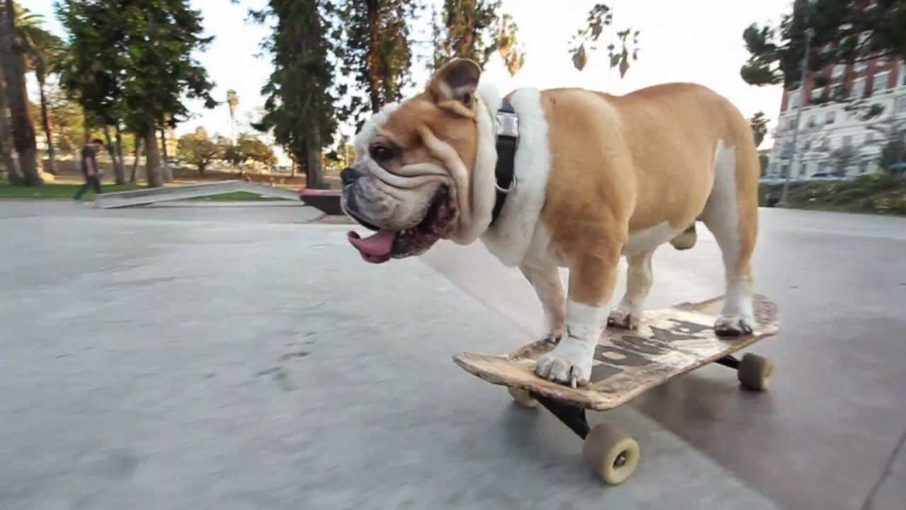 Skateboarding Bulldog