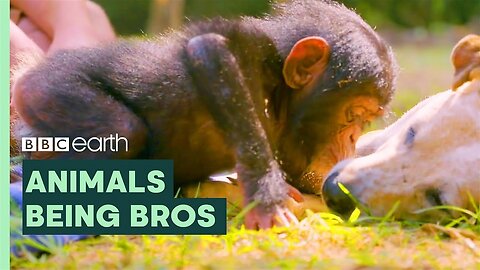 Animals Being Bros - BBC Earth