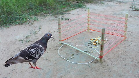 New Unique Bird Trap - Amazing Quick Bird Trap Make From Rubber And Wood