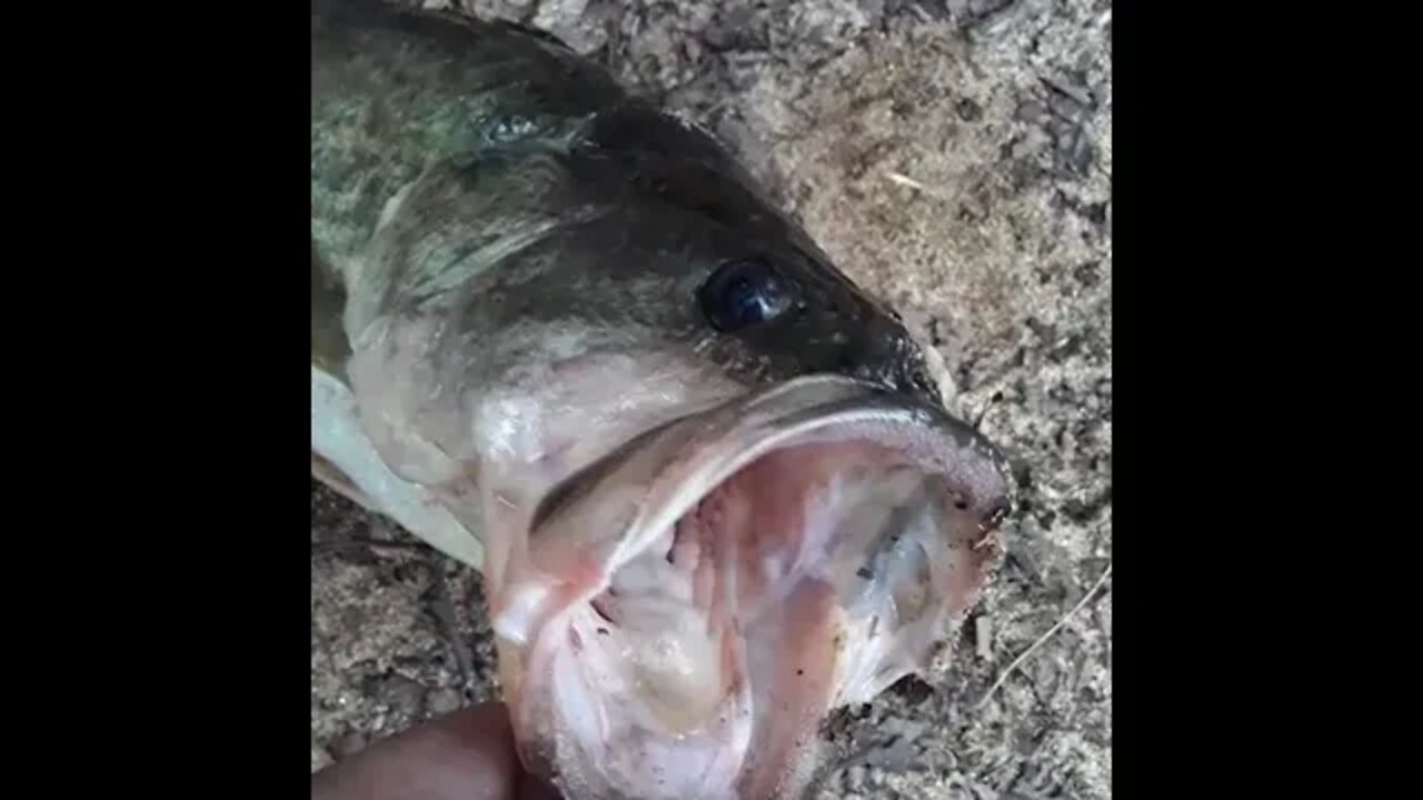 Big mouth!