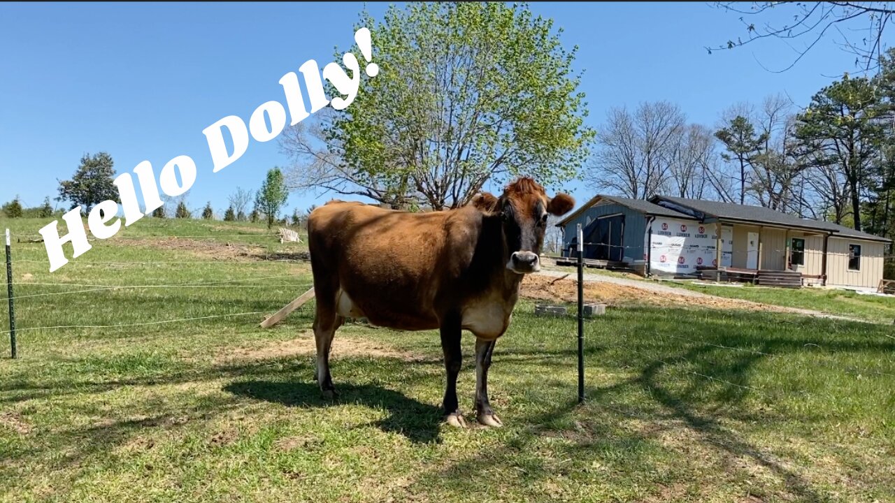 Hello Dolly!