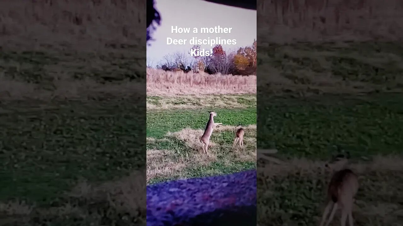 deer disciplines teen-deer! LOL