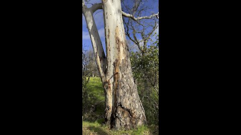 Tall Eucalyptus Tree @ Howe Homestead