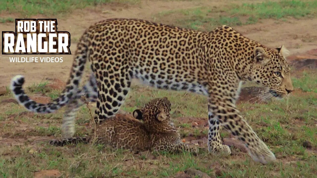 Leopards Of The Mara | Fig and Cub Furaha | Zebra Plains