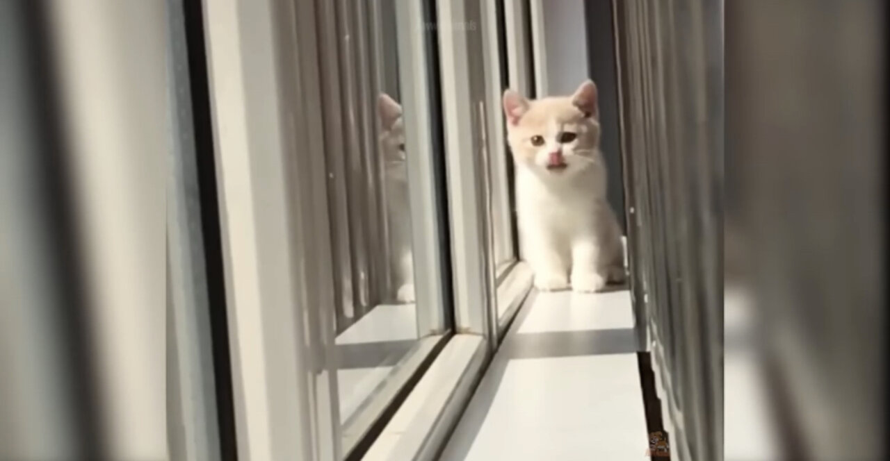 Kittens - Cute and Funny Cat Videos Compilation #