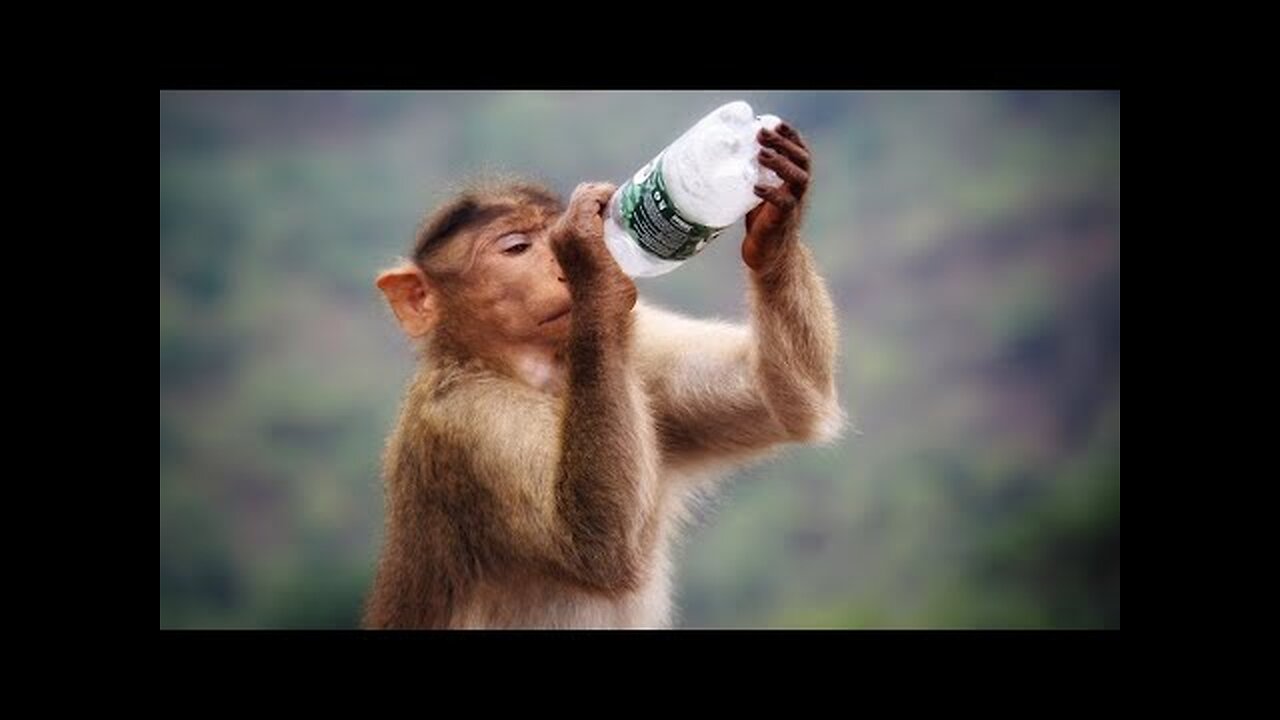 Funniest Monkey - cute and funny monkey videos (Copyright Free) Full HD