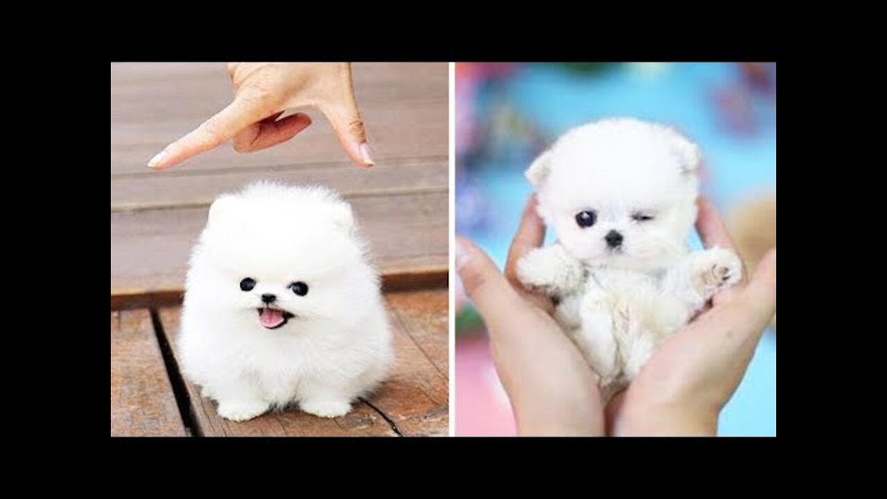 Cute And Funny Pets Try Not To Laugh To These Pets Compilation 14 @anupctg