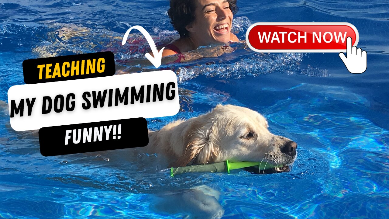 Teaching Dogs to Swim