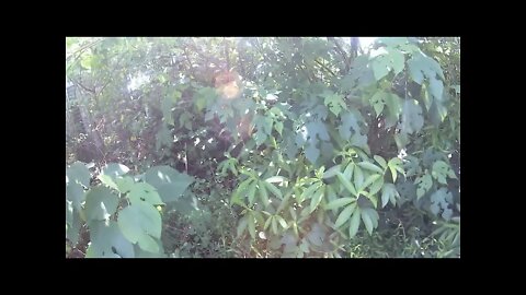 电动割草机锯片，轻松切割小灌木，中国海南儋州西华