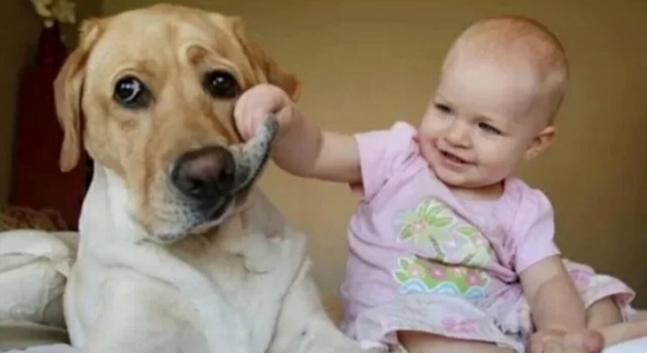 Funny Babies Laughing Hysterically at Dogs Compilation