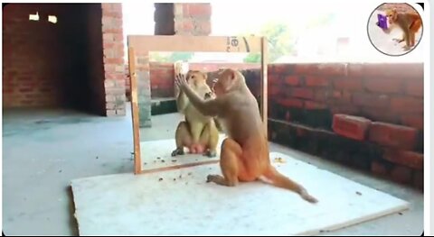 Funny comedy video monkey comedy