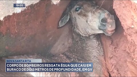 Nova Santa Rita: Corpo de Bombeiros resgata Égua que caiu em buraco de 2m de profundidade, em GV.