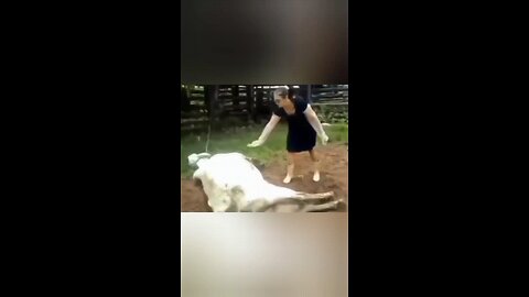 Funny videos.