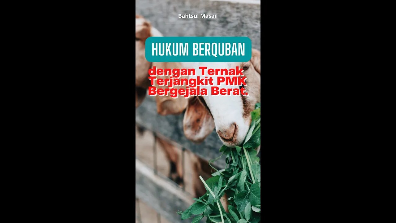 Hukum Berkurban dengan Ternak Terjangkit PMK Bergejala Berat #shorts #qurban2022