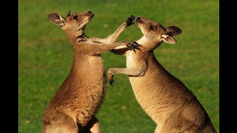 The battle of the two kangaroos