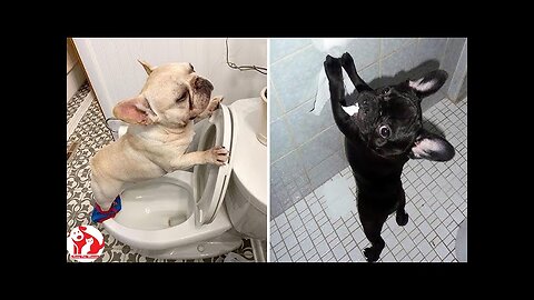 Funniest Animal Videos 😂