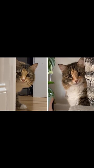 Cat thinks she's a spy