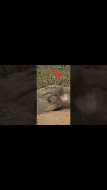 top video animal in Ukraine(2022) #shorts