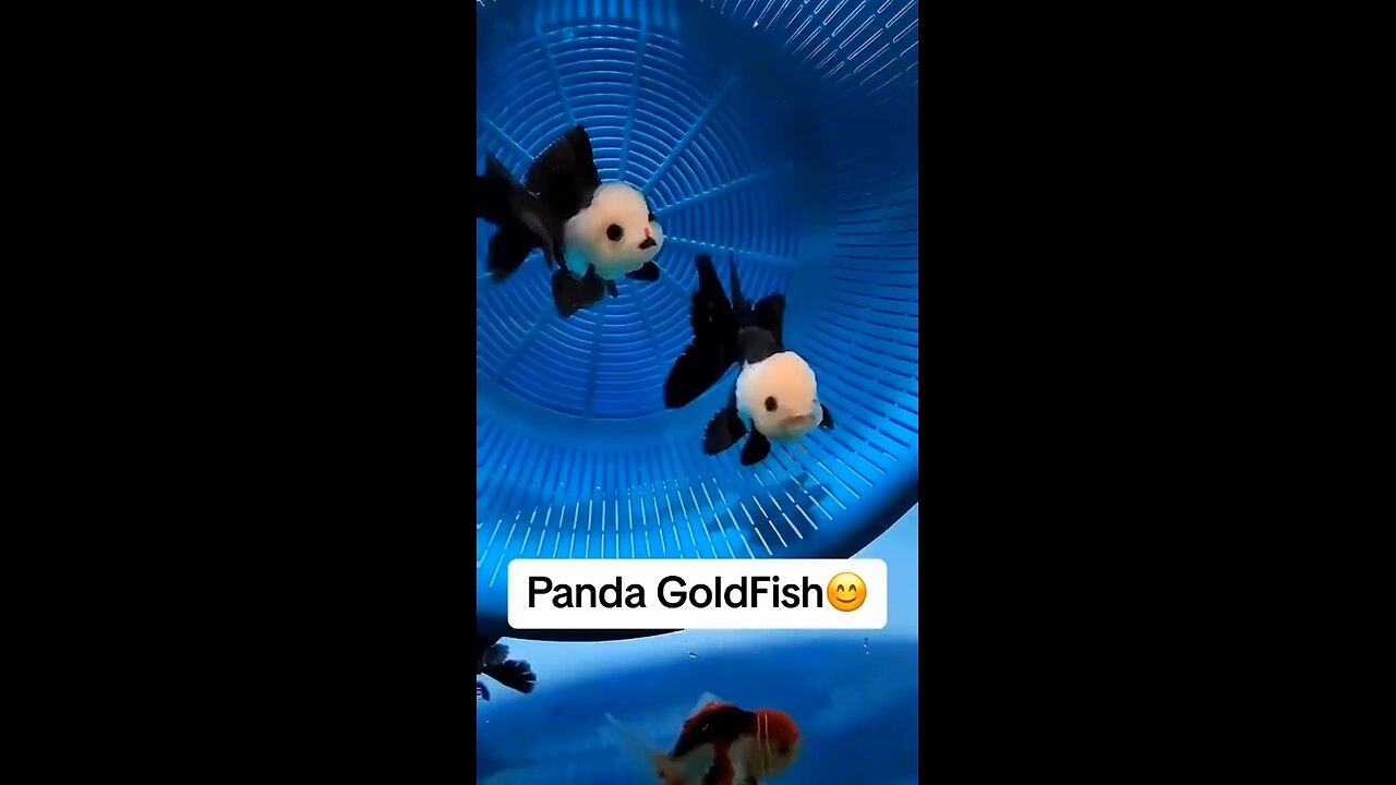 Panda Goldfish