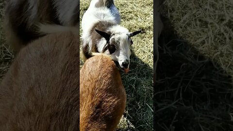 #goats #funny #homesteading #homesteadlife #farm #farmlife #farmanimals