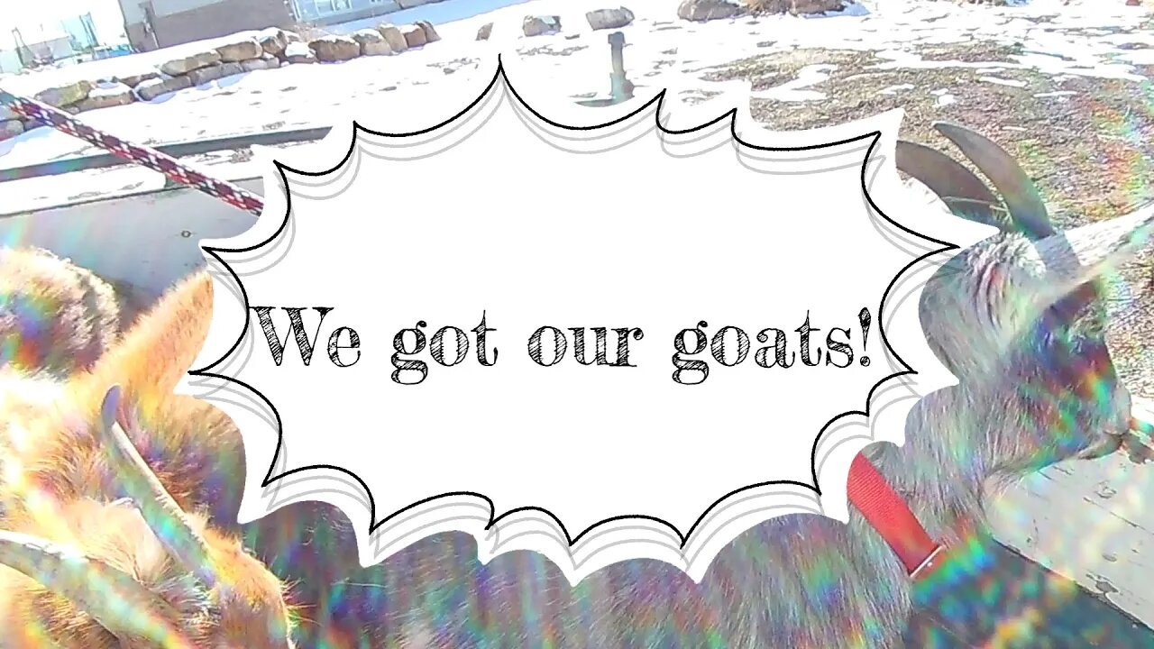 We got our goats!