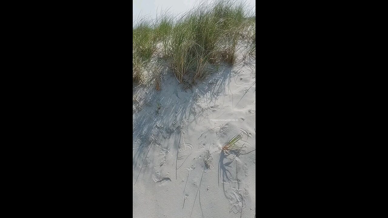 Relaxing Sounds of Dune Grass•