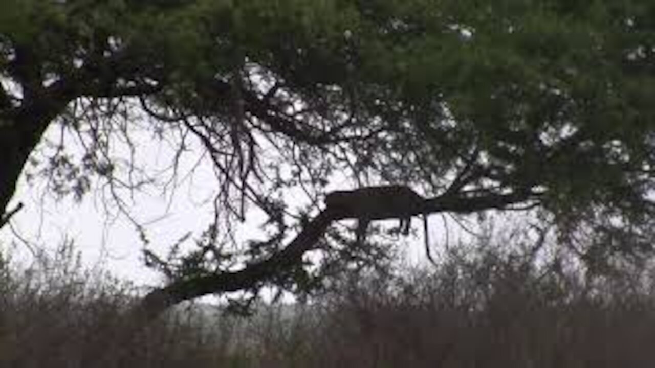 Leopard Resting In Tree