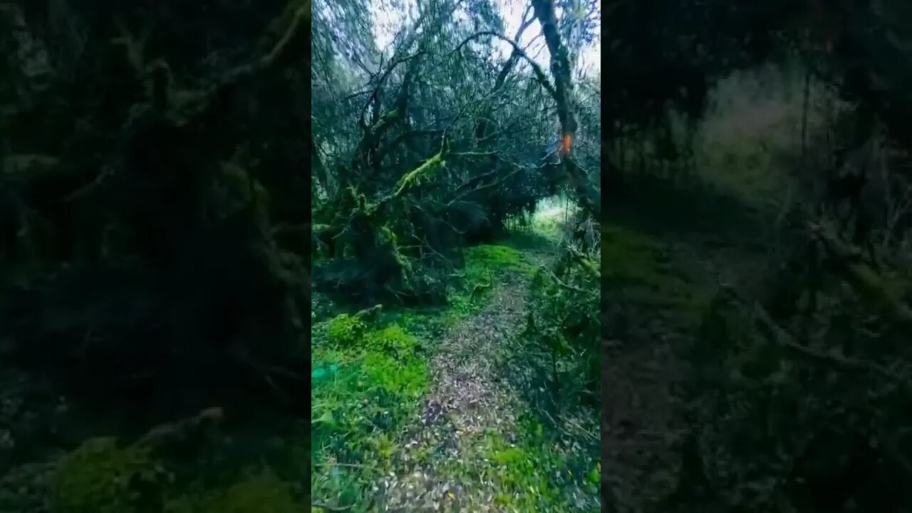 forest#wild#goodvibe#shorts