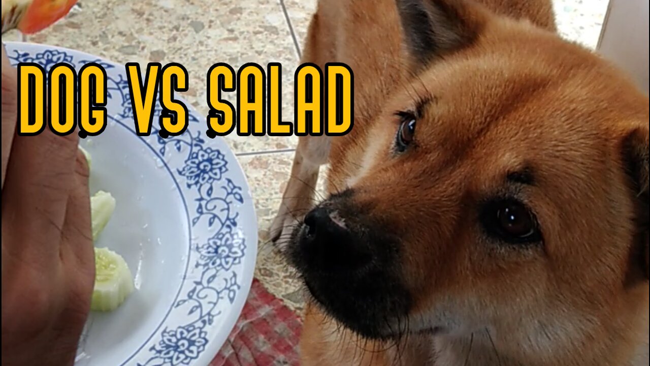 Dog vs Salad!