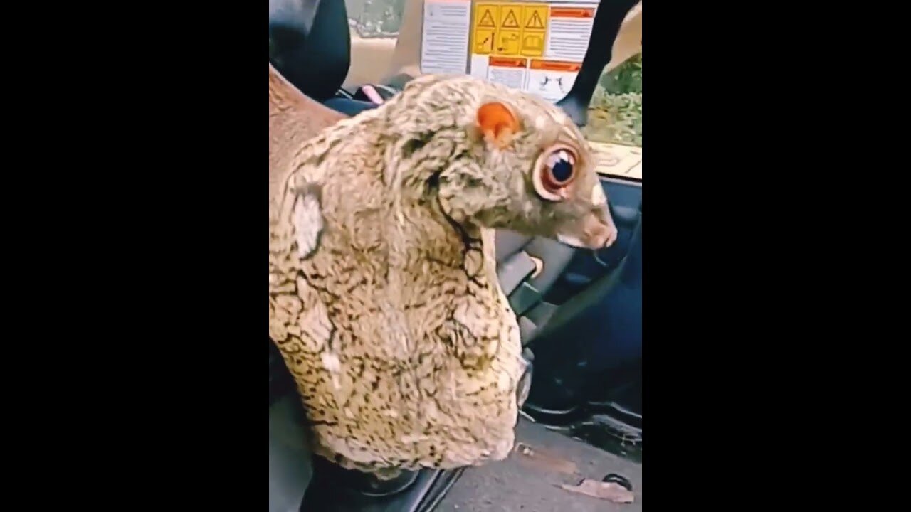 cute animal || smart animal #shorts